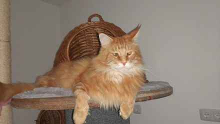 Katzenpensioneisenlauer