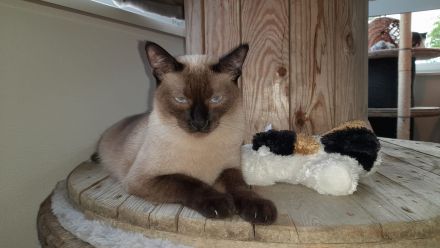 Katzenpensioneisenlauer