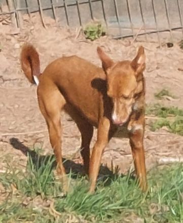 Hallo hier ist die Zelda eine hübsche, liebenswerte