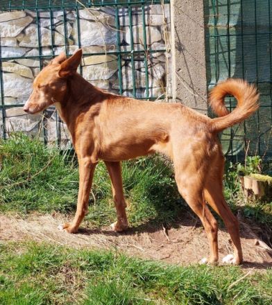 Hallo hier ist die Zelda eine hübsche, liebenswerte