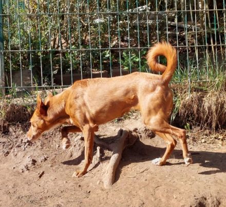 Hallo hier ist die Zelda eine hübsche, liebenswerte