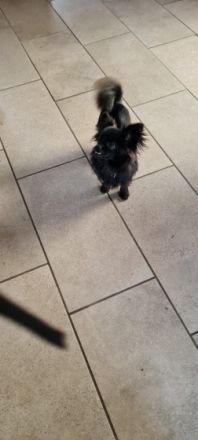 Pauli ist der Sohn unseres Hundepaares Casper und Lana.