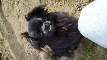 Pauli ist der Sohn unseres Hundepaares Casper und Lana.