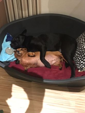 Hallo...... Mein Name ist Barkley