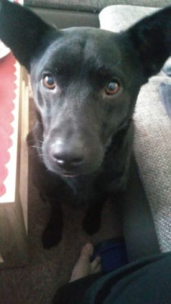 Hallo...... Mein Name ist Barkley