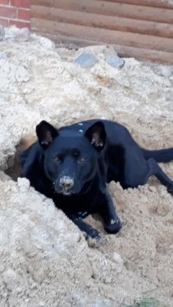 Hallo...... Mein Name ist Barkley