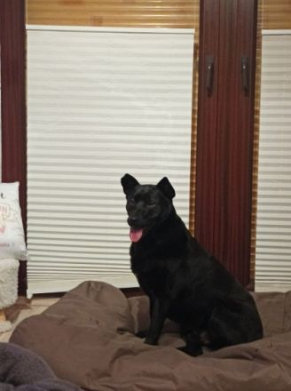 Hallo...... Mein Name ist Barkley