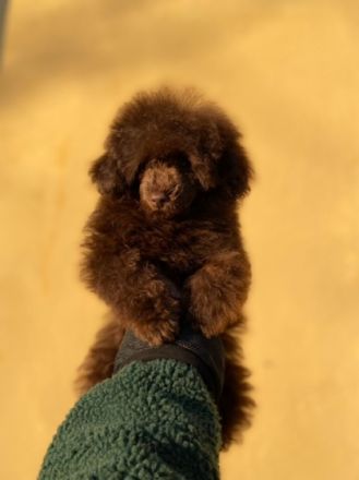 Zuhause für ein Pudelmädel gesucht. Sie ist 1.5 Kilo