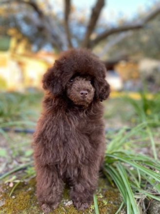 Zuhause für ein Pudelmädel gesucht. Sie ist 1.5 Kilo