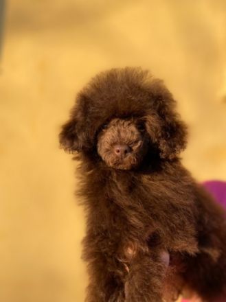 Zuhause für ein Pudelmädel gesucht. Sie ist 1.5 Kilo