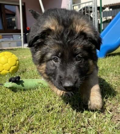 Altdeutscher Schäferhund, Welpen