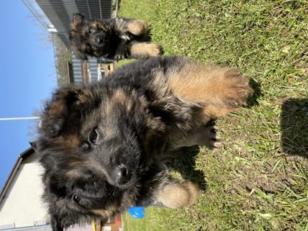 Altdeutscher Schäferhund, Welpen