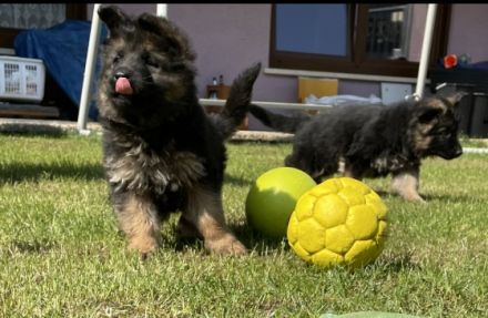 Altdeutscher Schäferhund, Welpen