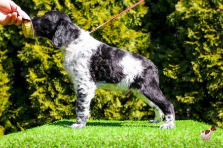 Team Del Crepo FCI 6607