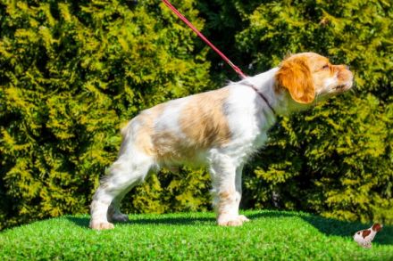 Team Del Crepo FCI 6607