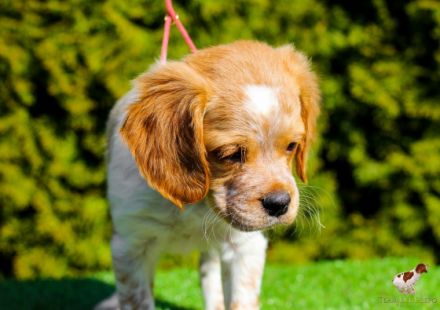 Epagneul Breton Zwinger "Team Del Crepo" befindet sich