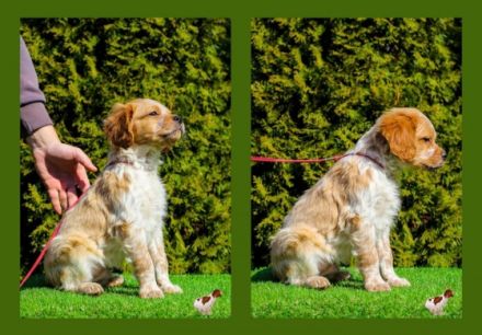 Epagneul Breton Zwinger "Team Del Crepo" befindet sich