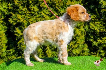 Epagneul Breton Zwinger "Team Del Crepo" befindet sich