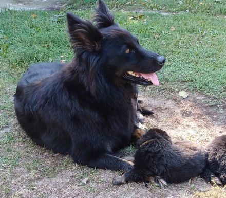 Altdeutsche Hütehund Welpen (Gelbbacken)
