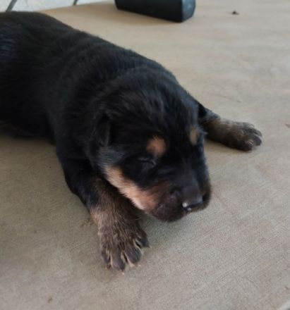 Am 12.03.2022 ist bei mir ein Wurf altdeutscher