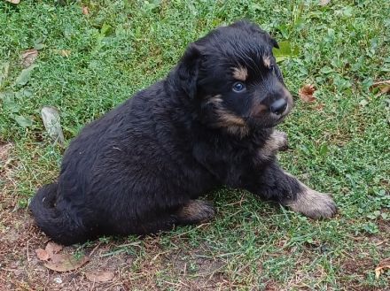 Altdeutsche Hütehund Welpen (Gelbbacken)