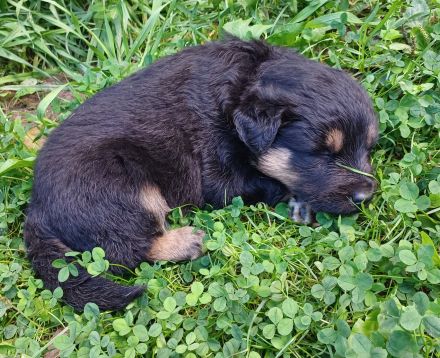 Altdeutsche Hütehund Welpen (Gelbbacken)