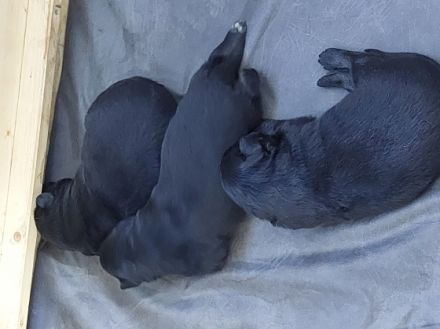 Am 12.03.2022 ist bei mir ein Wurf altdeutscher