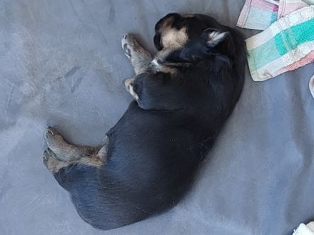 Am 12.03.2022 ist bei mir ein Wurf altdeutscher