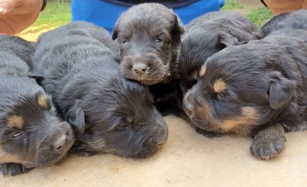 Altdeutsche Hütehund Welpen (Gelbbacken)