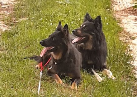 Am 12.03.2022 ist bei mir ein Wurf altdeutscher