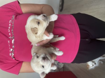 Hallo Liebe Tierfreunde, unser reinrassiger Kleinspitz