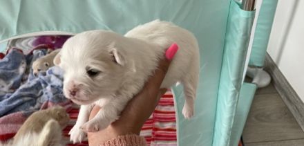 Hallo Liebe Tierfreunde, unser reinrassiger Kleinspitz