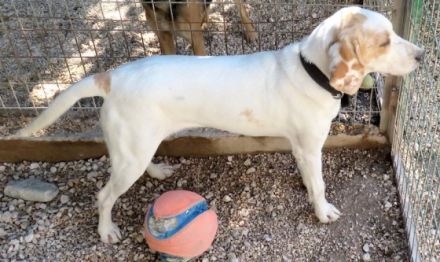 Stacey (Mischling, weiblich, Pointer-X)