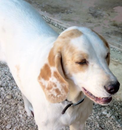 Stacey (Mischling, weiblich, Pointer-X)