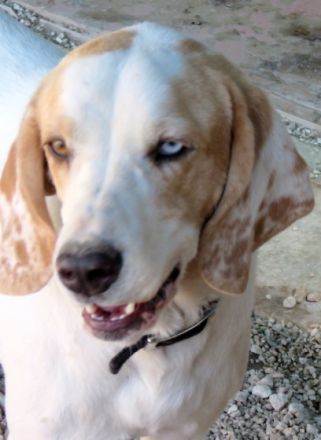 Stacey (Mischling, weiblich, Pointer-X)