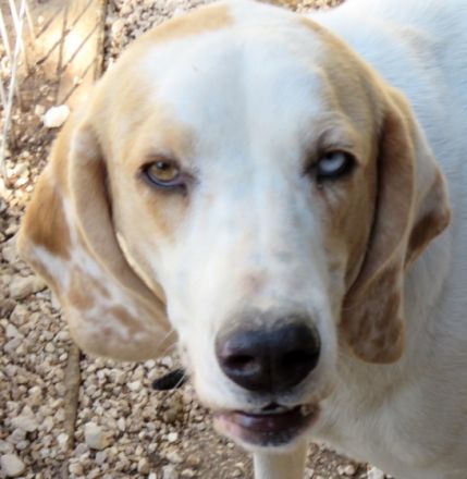 Stacey (Mischling, weiblich, Pointer-X)