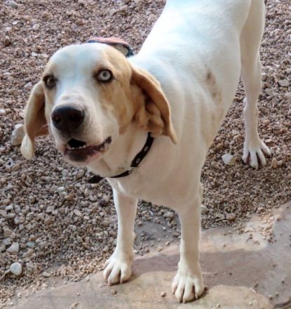 Stacey (Mischling, weiblich, Pointer-X)