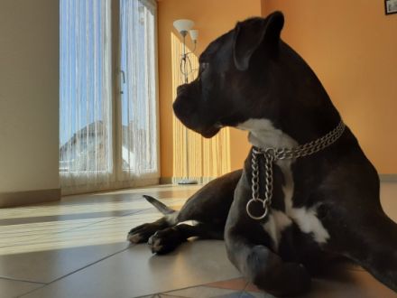 Wir suchen ein neues zu Hause für unseren Boxer. Er