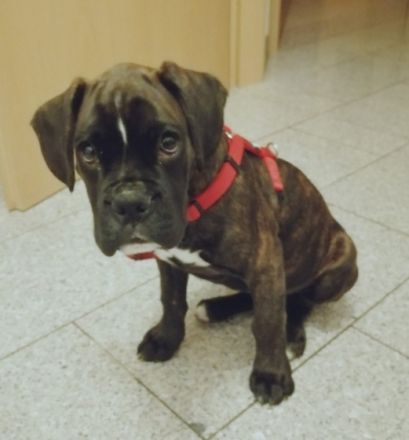 Wir suchen ein neues zu Hause für unseren Boxer. Er