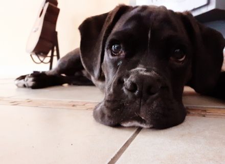 Wir suchen ein neues zu Hause für unseren Boxer. Er