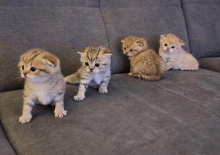 Am 05.03.2022 kamen unsere 4 kleinen Bkh Kitten zur