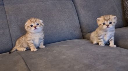 Am 05.03.2022 kamen unsere 4 kleinen Bkh Kitten zur