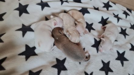 1 Prinzessin und 4 Prinzen suchen ein neues Königreich.