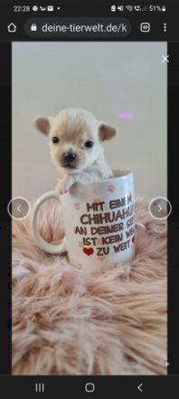 1 Prinzessin und 4 Prinzen suchen ein neues Königreich.