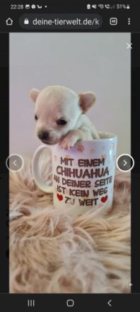 1 Prinzessin und 4 Prinzen suchen ein neues Königreich.