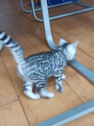 Zwei weibliche Kitten aus unserem aktuellen Wurf suchen