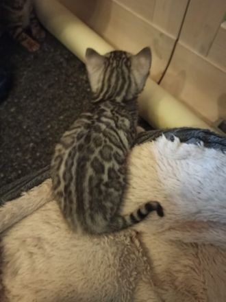 Zwei weibliche Kitten aus unserem aktuellen Wurf suchen