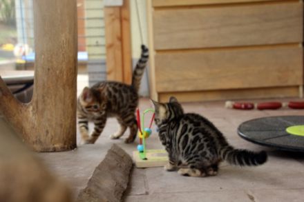 Zwei weibliche Kitten aus unserem aktuellen Wurf suchen