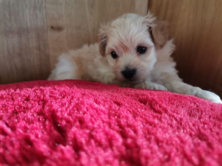 Havapoo's die flauschigen Fellnasen /wie Maltipoo!