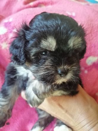 Havapoo's die flauschigen Fellnasen /wie Maltipoo!